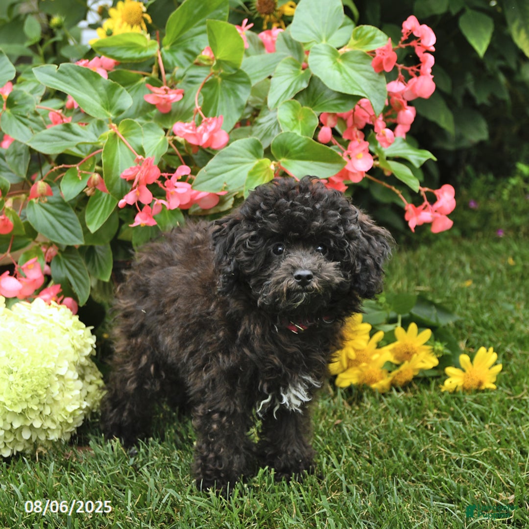 Toy Poodle dogs for sale: Tulip - Image 5