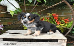 Miniature Australian Shepherd dogs for sale: Finn - Image 3