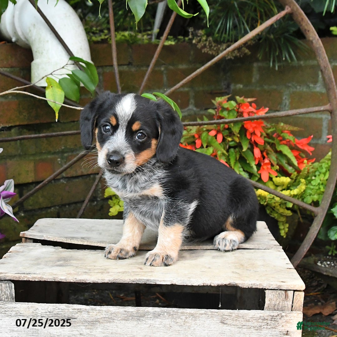 Miniature Australian Shepherd dogs for sale: Finn - Image 3