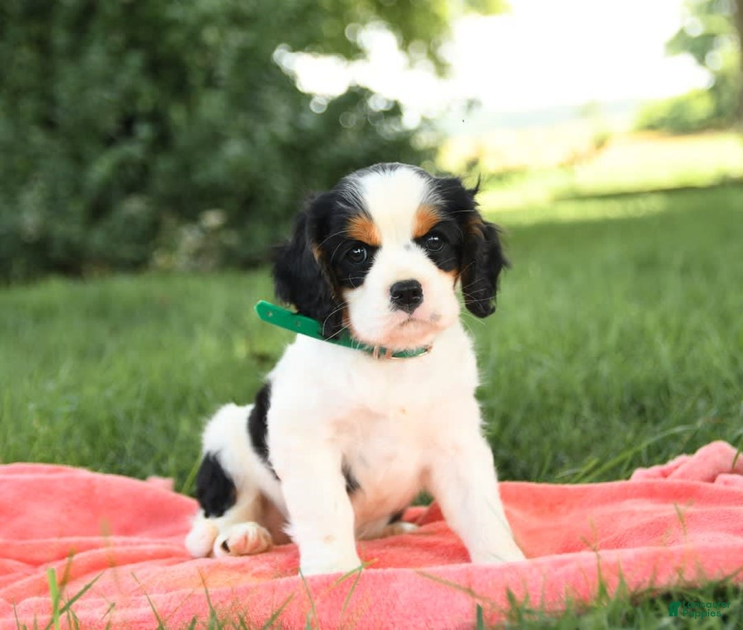 Cockalier dogs for sale: Champion - Image 9