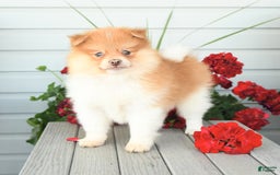 Pomeranian dogs for sale: Hearty - Image 5