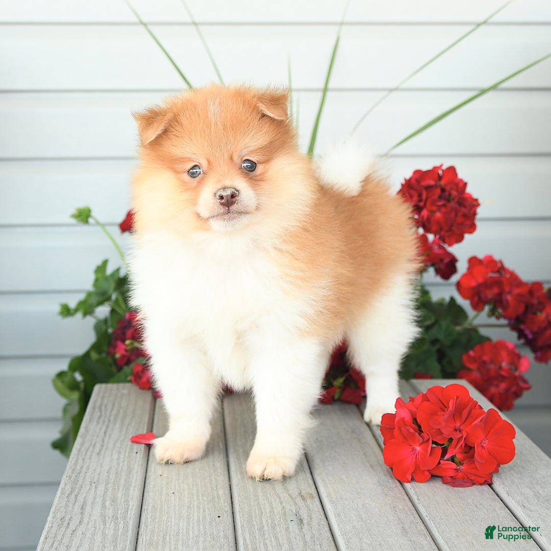 Pomeranian dogs for sale: Hearty - Image 5