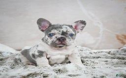 French Bulldog dogs for sale: French Bulldog 6 puppies - Image 19