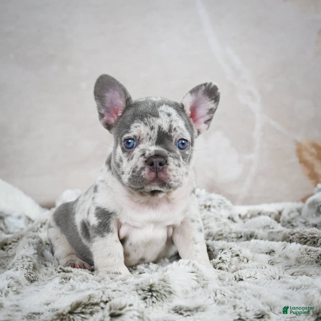 French Bulldog dogs for sale: French Bulldog 6 puppies - Image 19