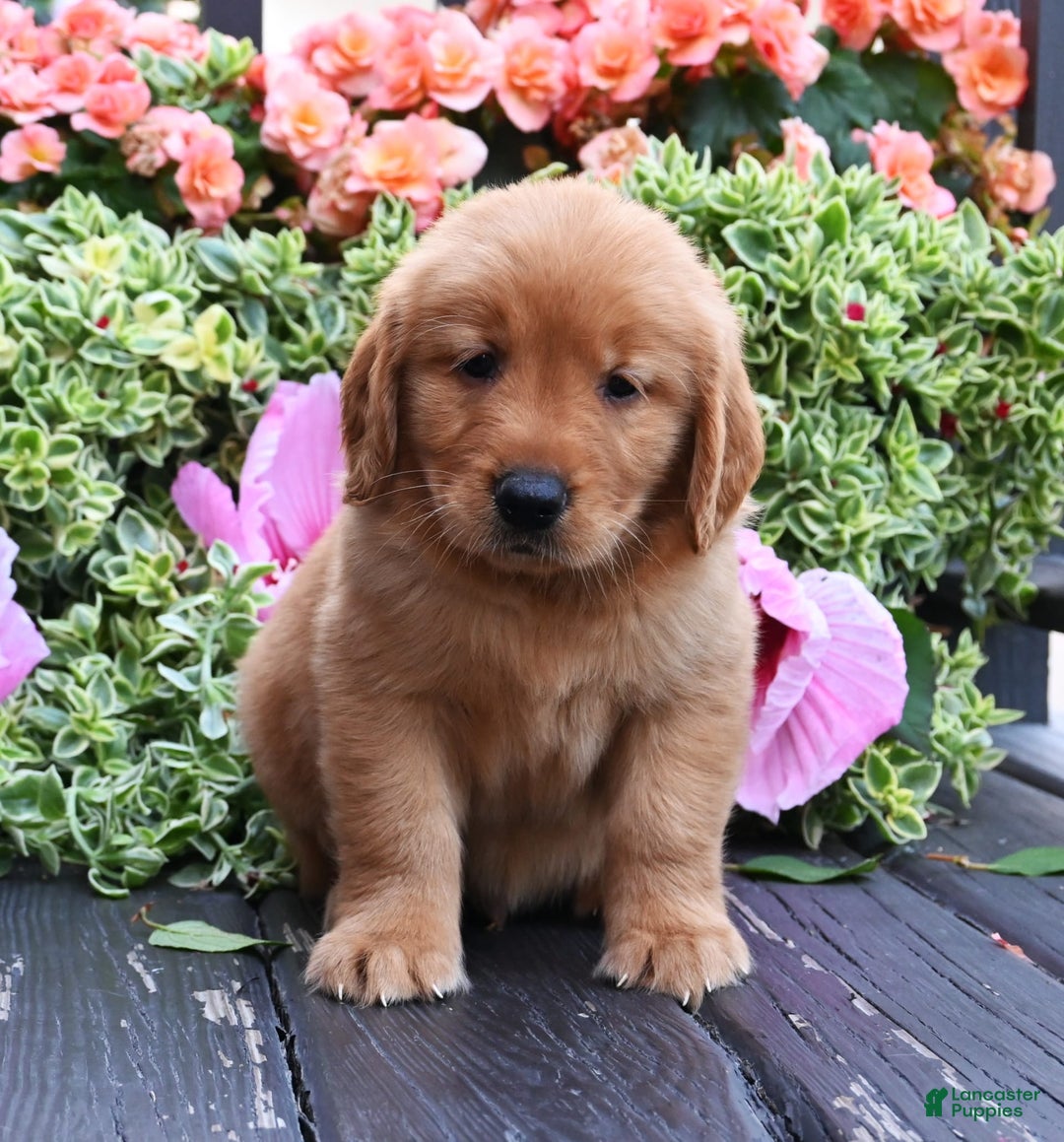 Golden Retriever dogs for sale: Walter - Image 3