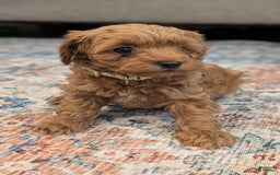 Cockapoo dogs for sale: Bailey - Image 1