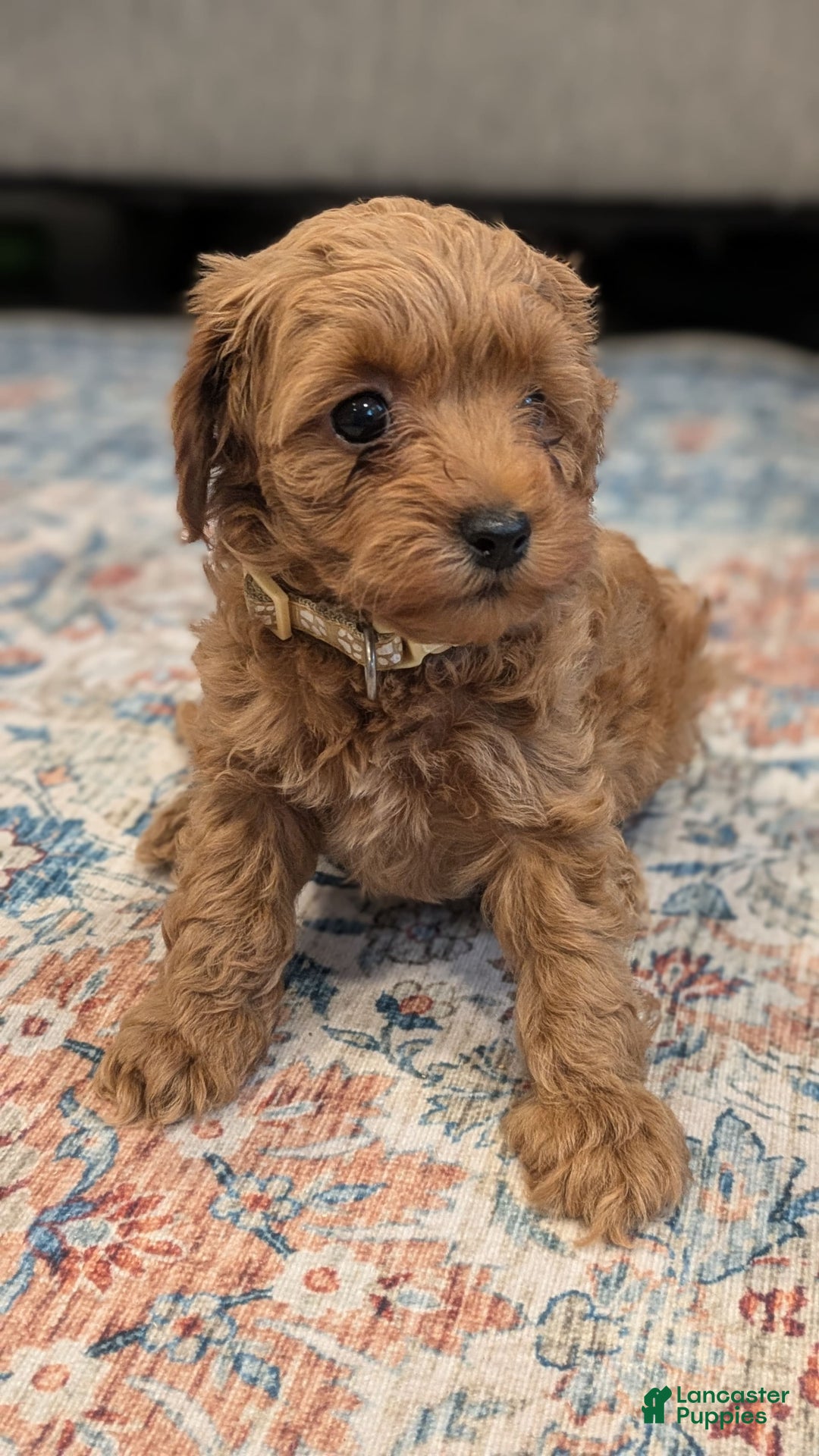 Cockapoo dogs for sale: Bailey - Image 1