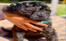Portuguese Water Dog dogs for sale: Portuguese Water Dog 6 puppies - Image 6