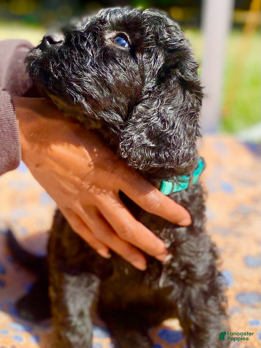 Portuguese Water Dog dogs for sale: Portuguese Water Dog 6 puppies - Image 6