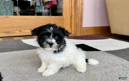 Havanese dogs for sale: Jared - Image 2