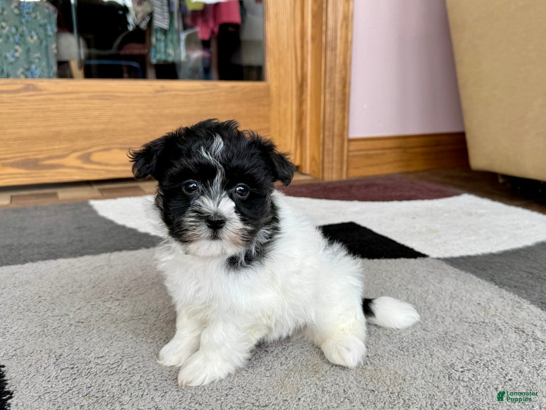 Havanese dogs for sale: Jared - Image 2