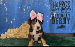 Greater Swiss Mountain Dog dogs for sale: Julep - Image 1
