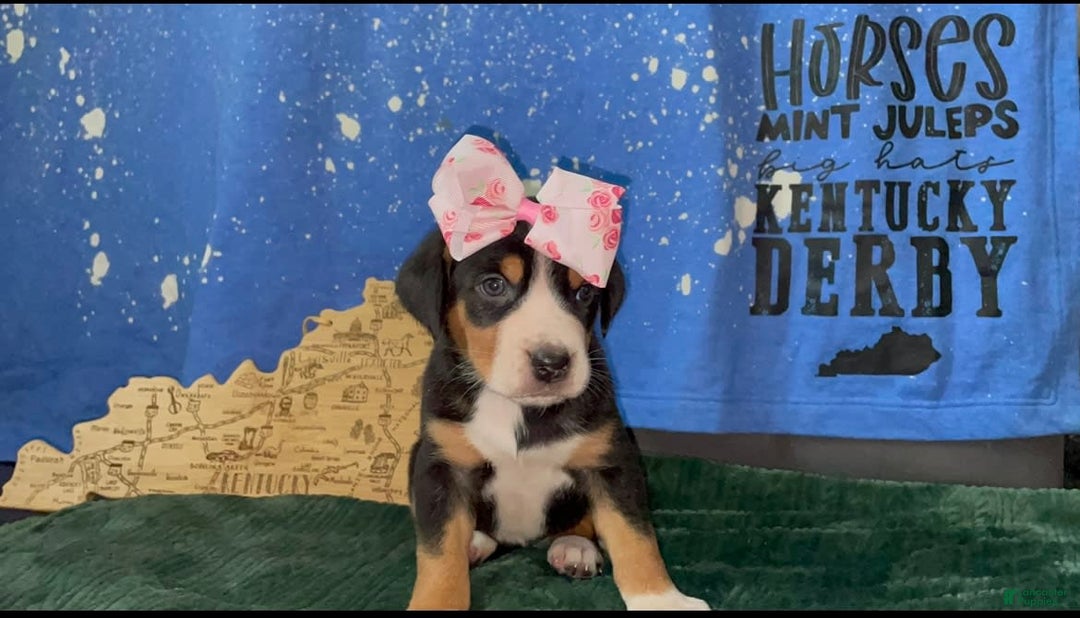 Greater Swiss Mountain Dog dogs for sale: Julep - Image 1
