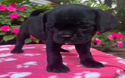 Puggle dogs for sale: Elsa - Image 8
