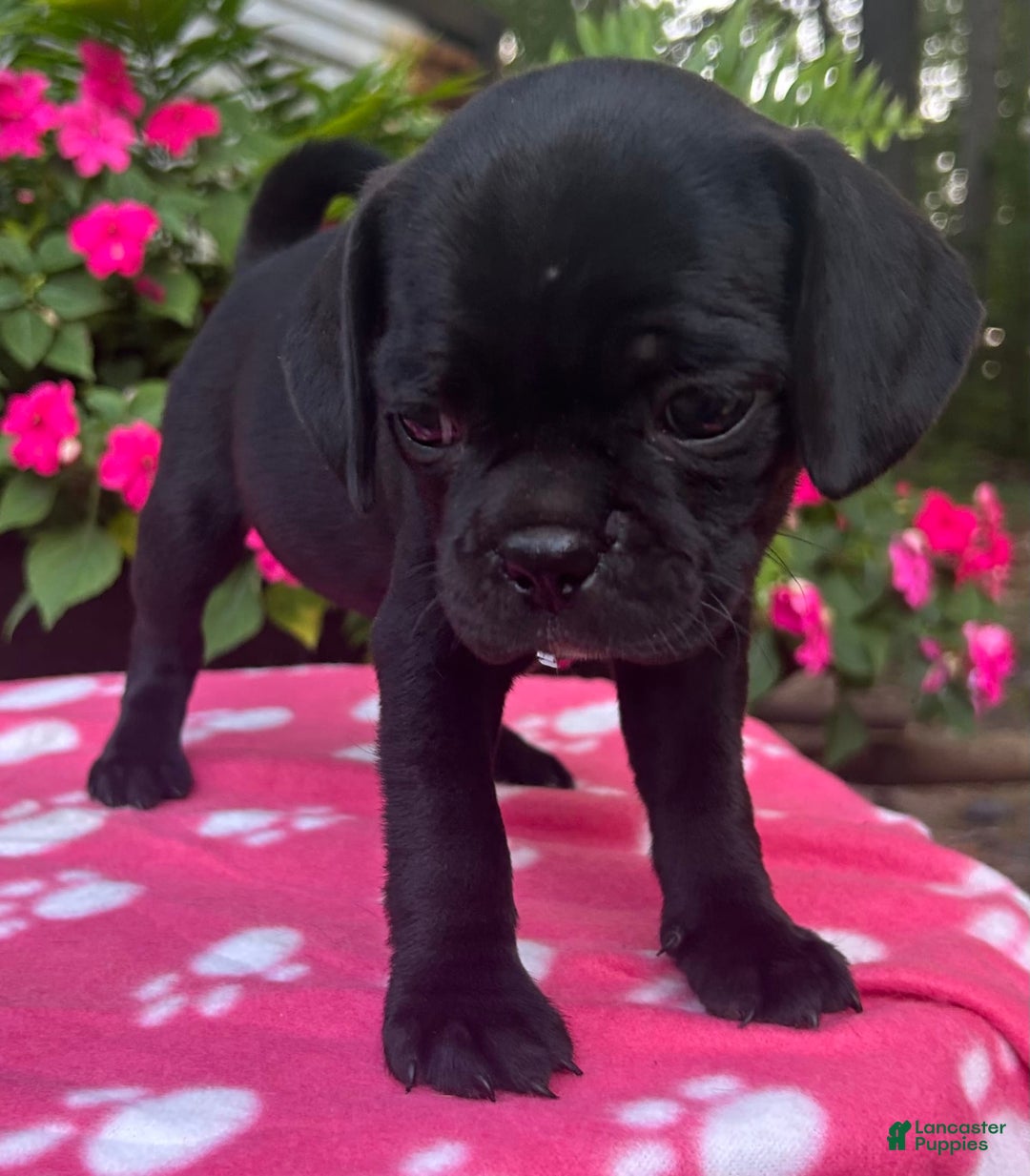 Puggle dogs for sale: Elsa - Image 8