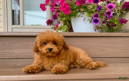 Maltipoo dogs for sale: Gorgeous - Image 11