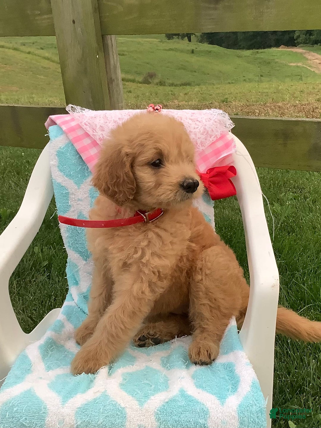 Goldendoodle dogs for sale: Sandy-f1b Goldendoodle - Image 3