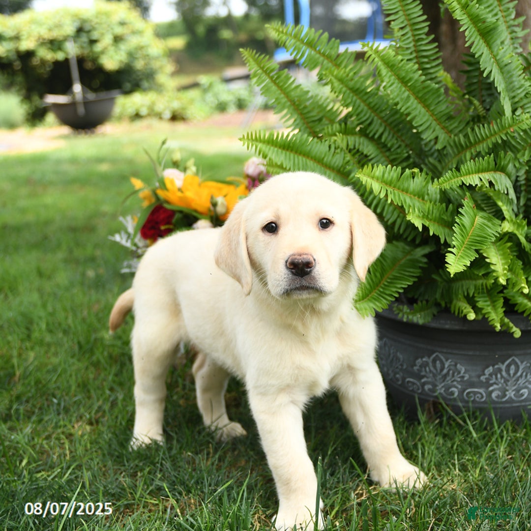 Goldador dogs for sale: Sarge - Image 3