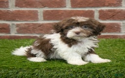 Havanese dogs for sale: Mya - Image 6