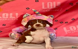 Boston Terrier dogs for sale: Zoey - Image 1