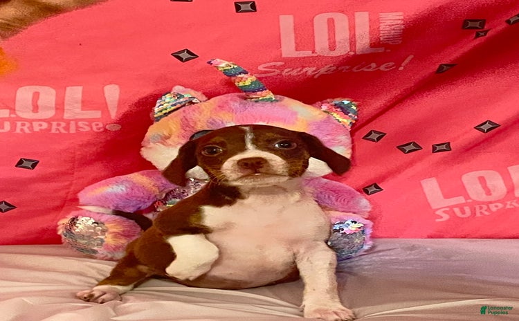 Boston Terrier dogs for sale - Ad 1