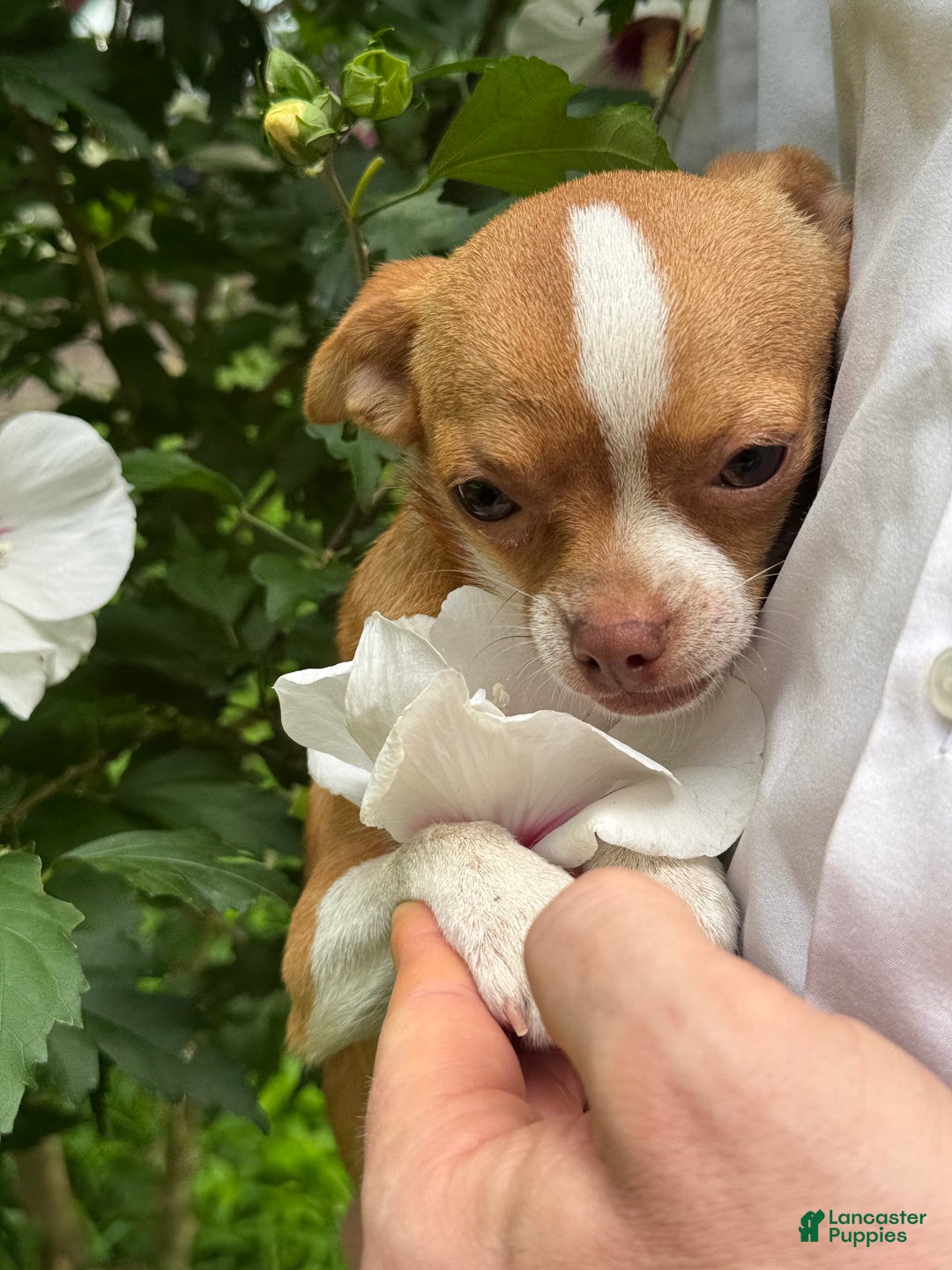 Chihuahua dogs for sale: Chihuahua 2 puppies - Image 22