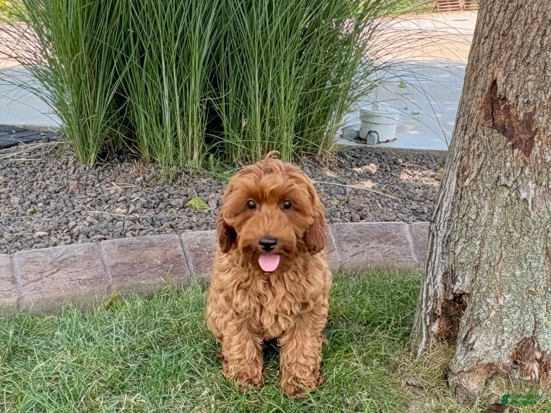 Cockapoo dogs for sale: Henry - Image 10