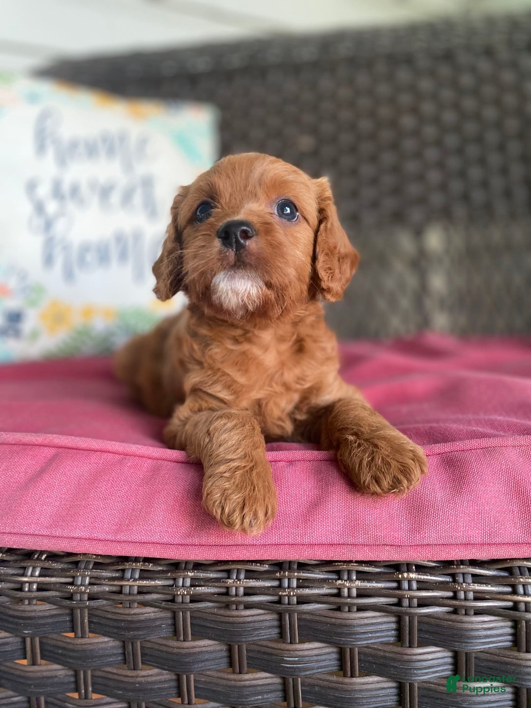 Cavapoo dogs for sale: Moose - Image 9
