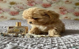 Maltipoo dogs for sale: Ray - Image 2