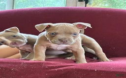 American Bully dogs for sale: Moe - Image 12