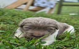 Newfoundland dogs for sale: Lacie - Image 1