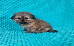 Shih Tzu dogs for sale: Cooper - Image 3