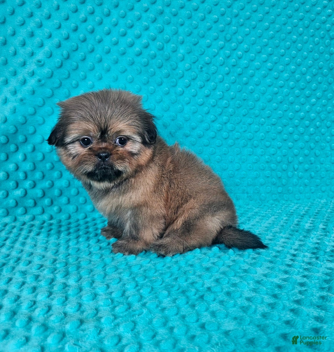 Shih Tzu dogs for sale: Cooper - Image 3