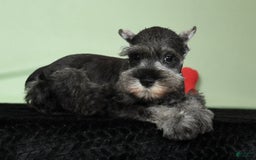 Miniature Schnauzer dogs for sale: Ike - Image 4