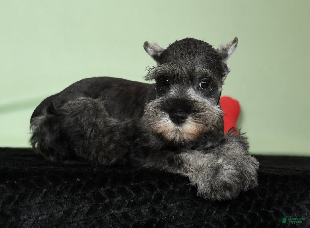 Miniature Schnauzer dogs for sale: Ike - Image 4