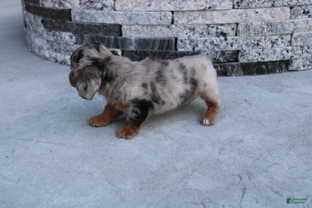 Miniature Dachshund dogs for sale: Carrie Mini - Image 11