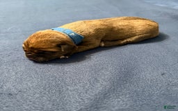 Cane Corso dogs for sale: Bluey - Image 4