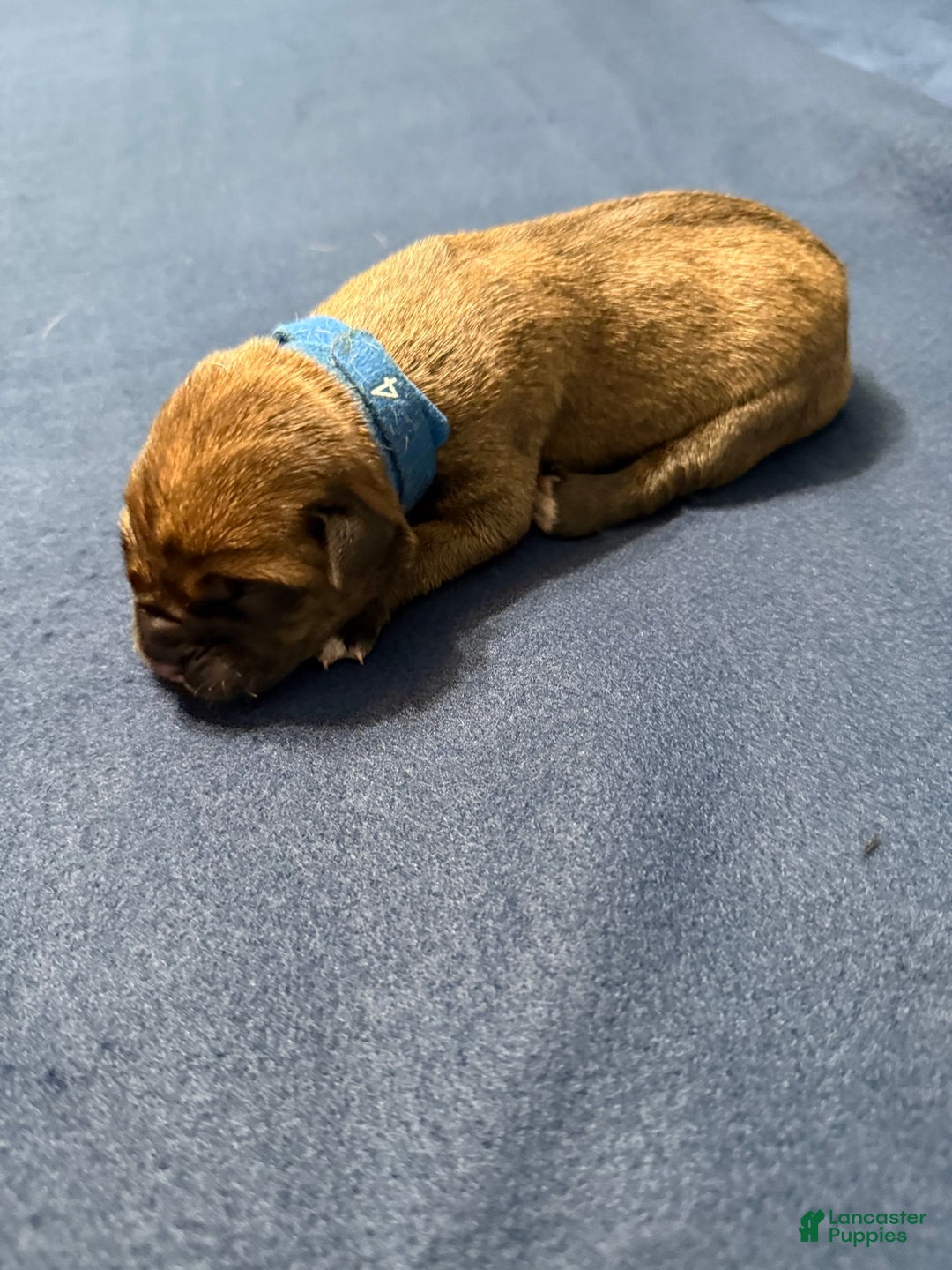 Cane Corso dogs for sale: Bluey - Image 4