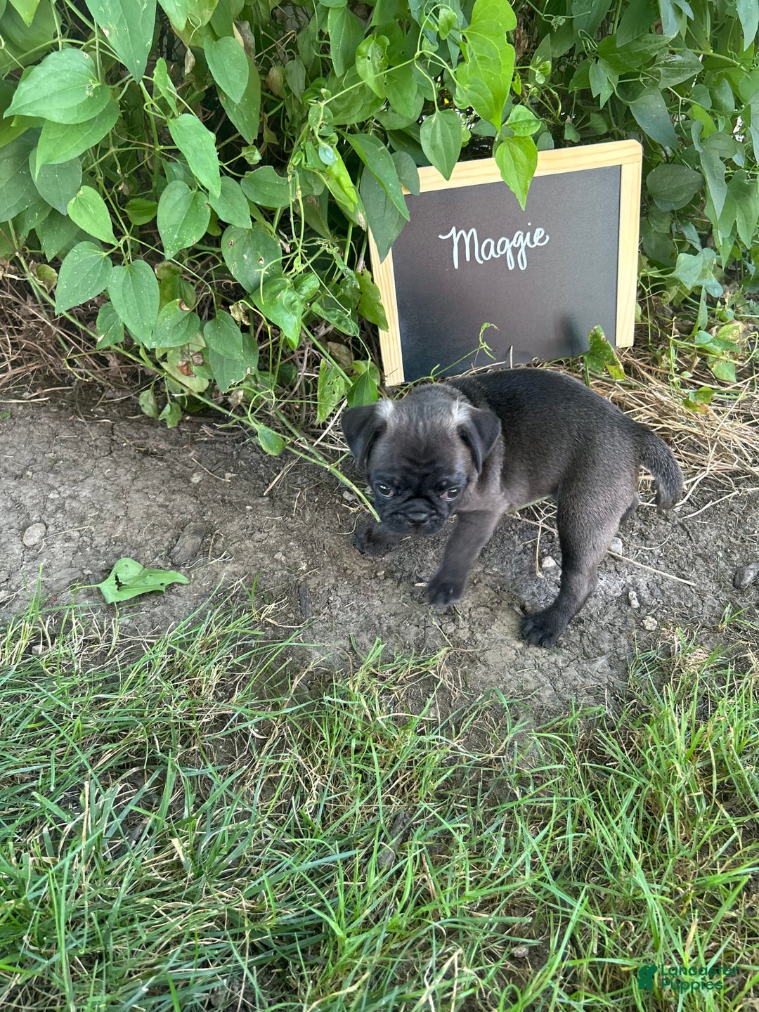 Pug dogs for sale: Pug 4 puppies - Image 7