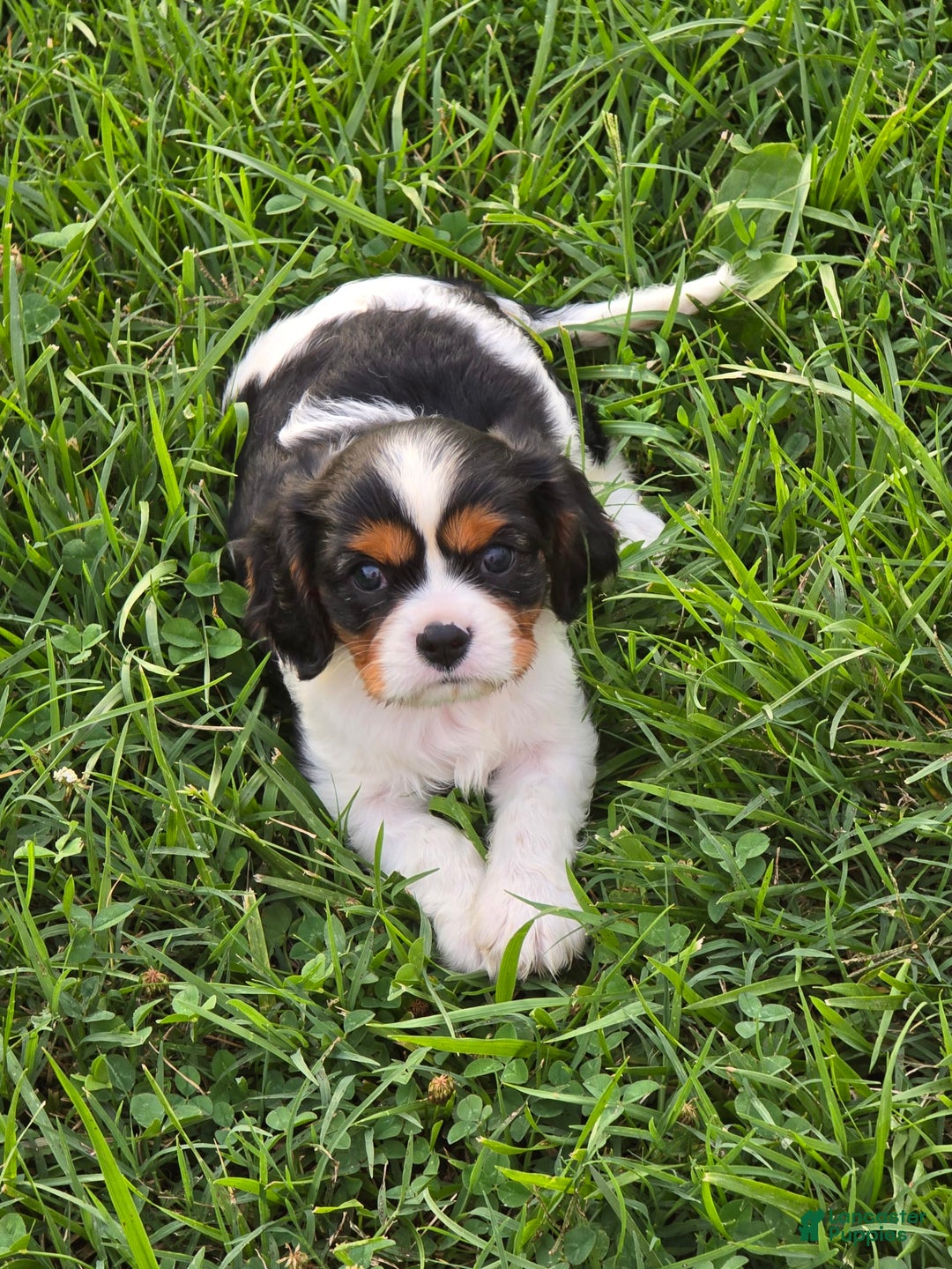 Cavalier King Charles Spaniel dogs for sale: Dane Small Tri Colored Male - Image 10