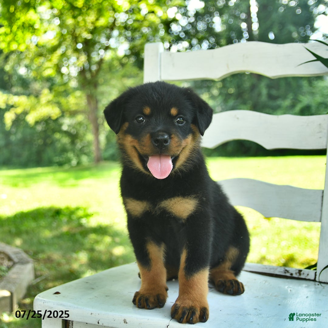 Rottweiler dogs for sale: Rosie - Image 2