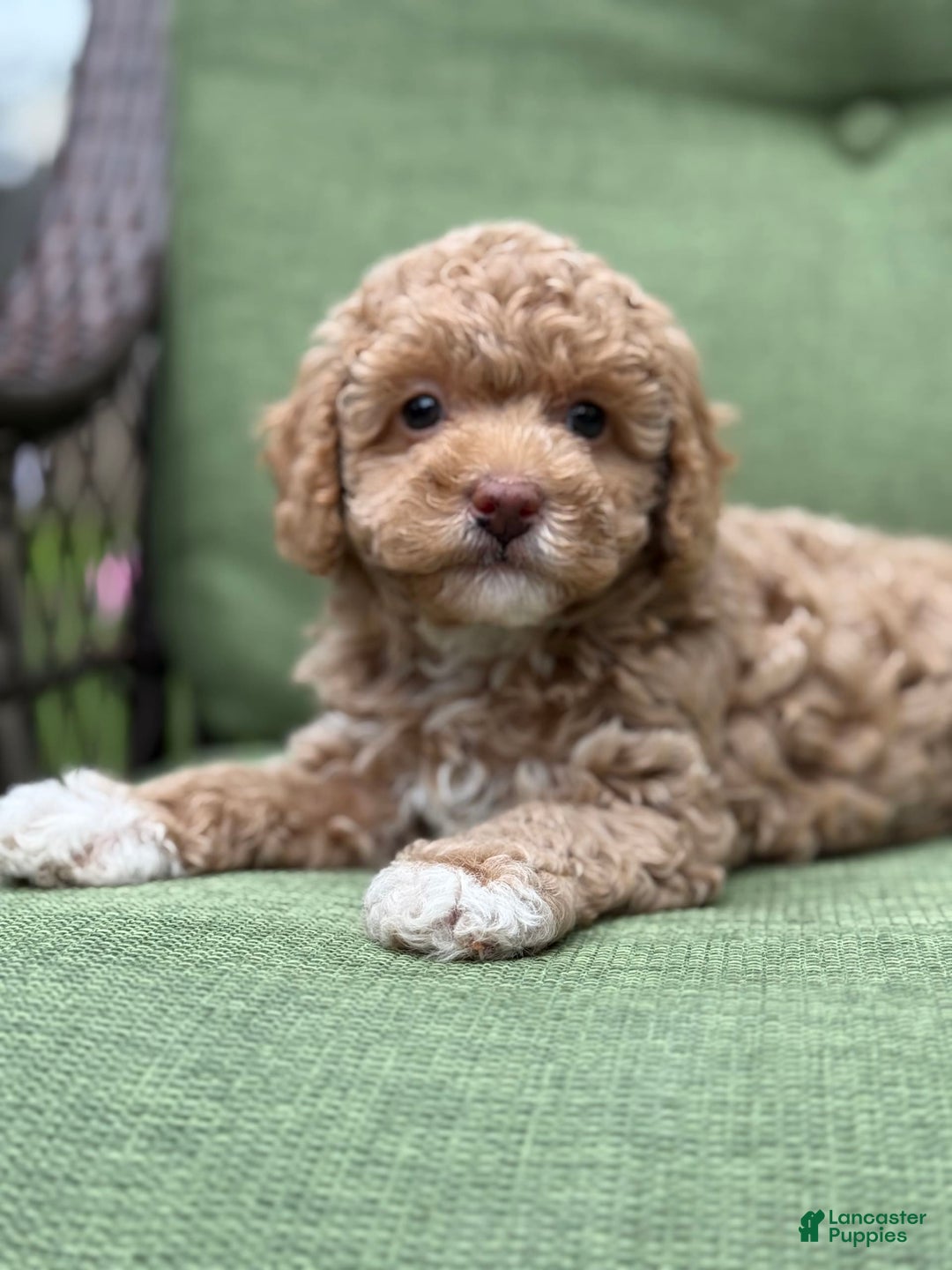 Miniature Poodle dogs for sale: Rapunzel - Image 7
