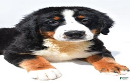 Bernese Mountain Dog dogs for sale: Kiwi - Image 9