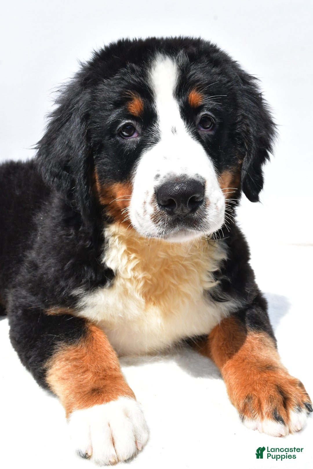 Bernese Mountain Dog dogs for sale: Kiwi - Image 9