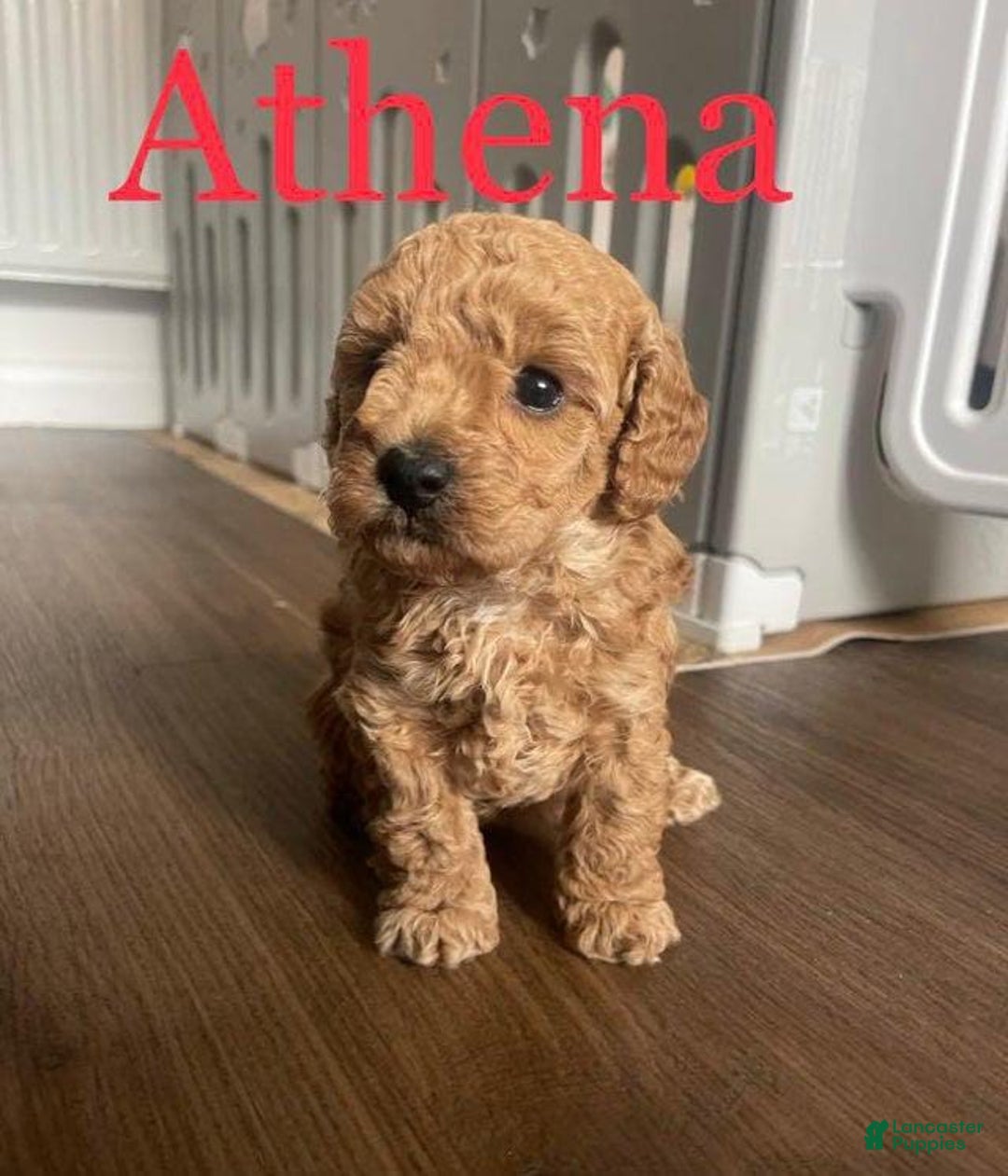 Toy Poodle dogs for sale: Athena - Image 1