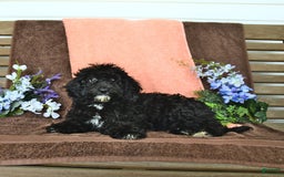 Miniature Poodle dogs for sale: Ophelia - Image 19