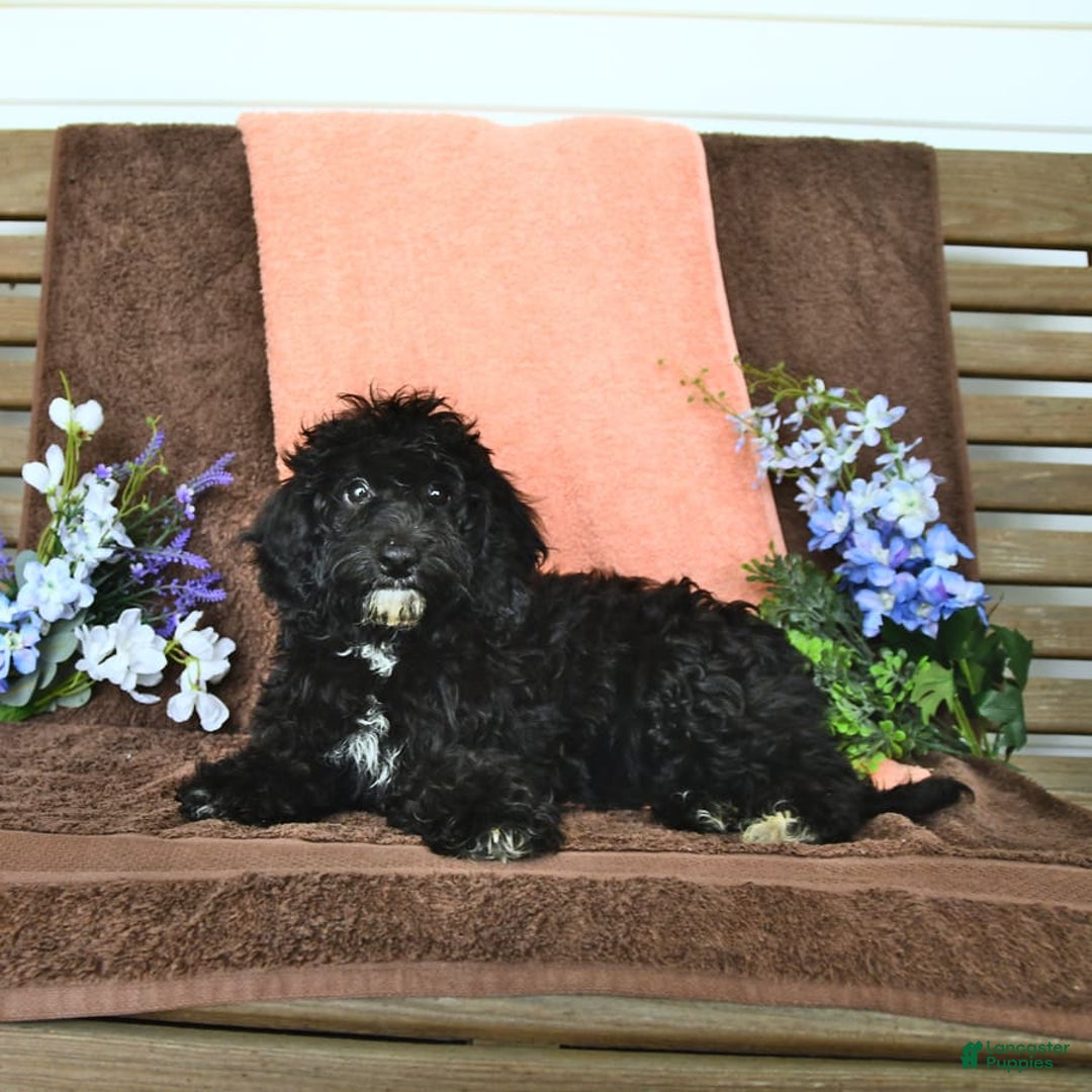 Miniature Poodle dogs for sale: Ophelia - Image 19