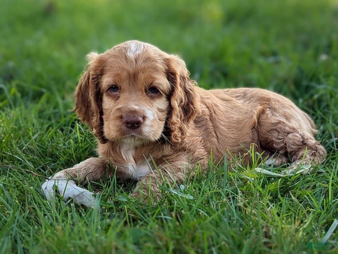 Cocker Spaniel dogs for sale: Scout - Image 2