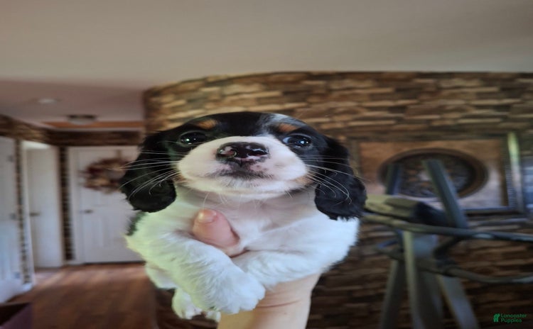 Miniature Dachshund dogs for sale - Ad 2