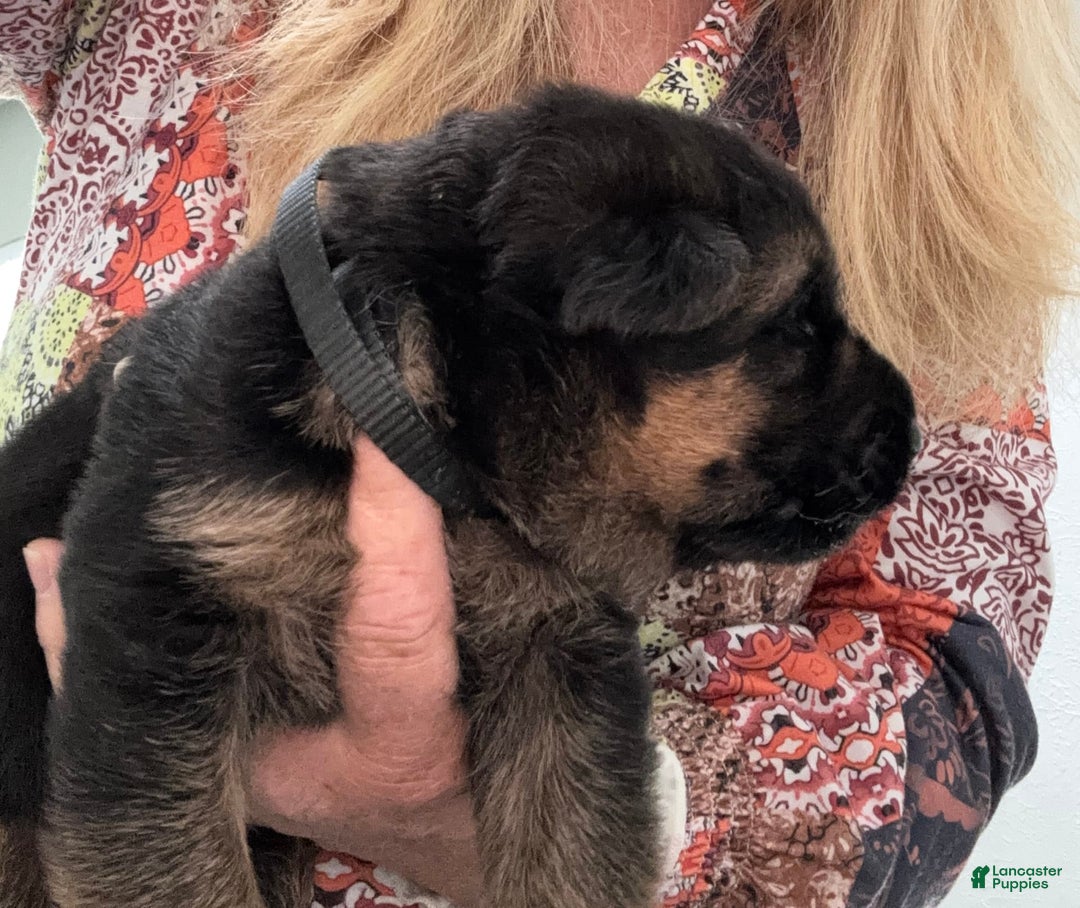 German Shepherd dogs for sale: 2nd Boy - Image 9